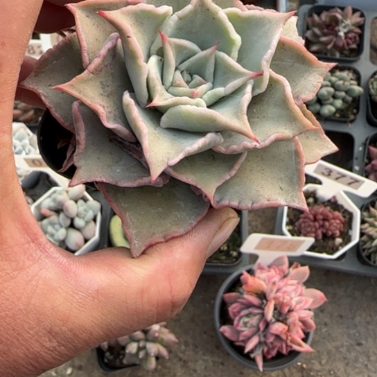 284饺子皮多肉植物多