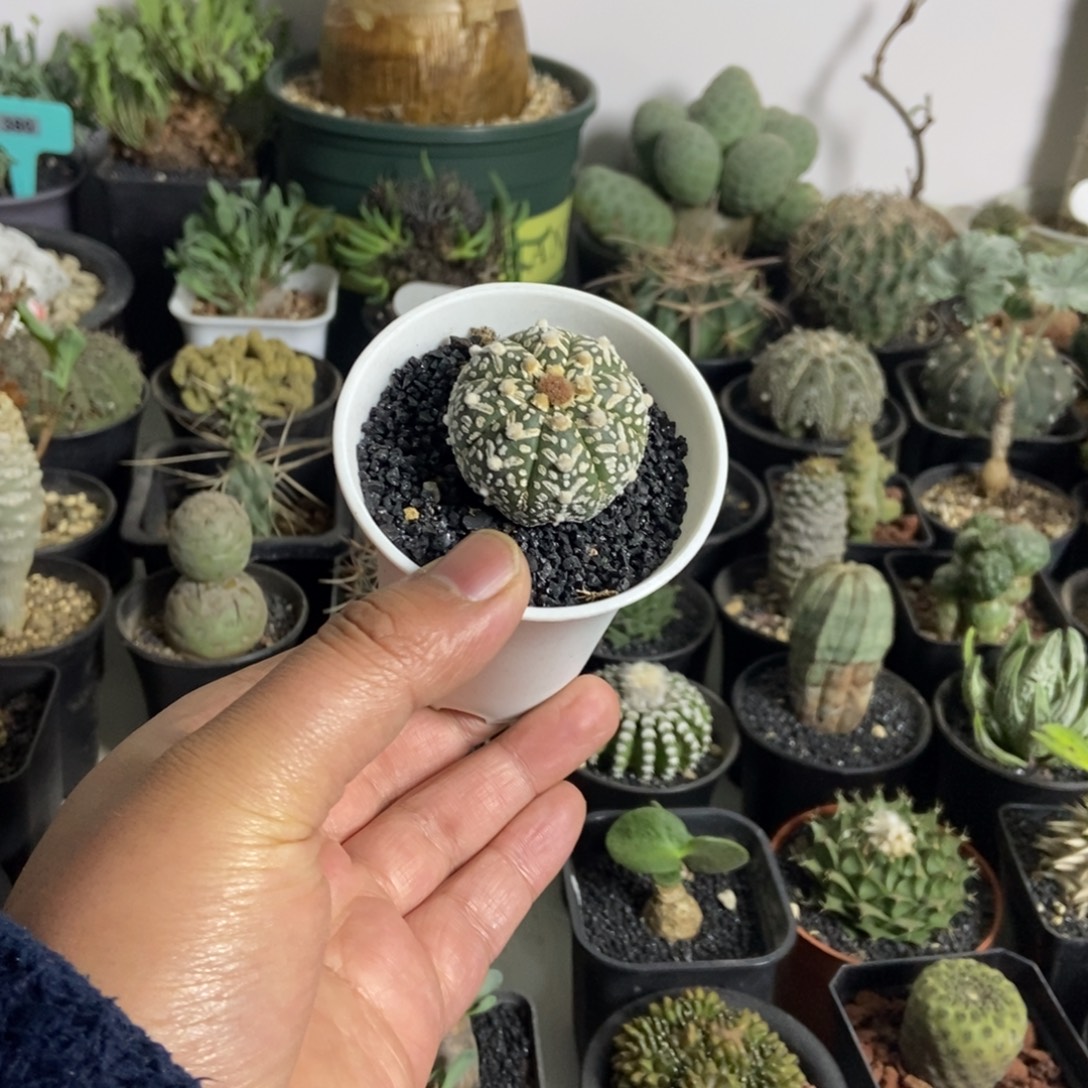 V兜兜一个一物一拍