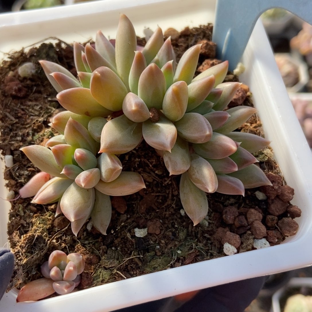 6075牧丝美人多肉植物保护