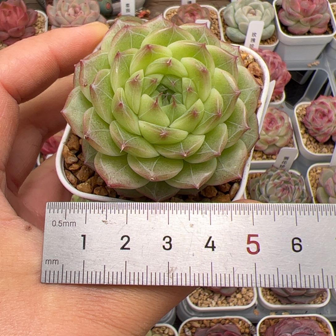 水**成124 多肉植物组合盆栽
