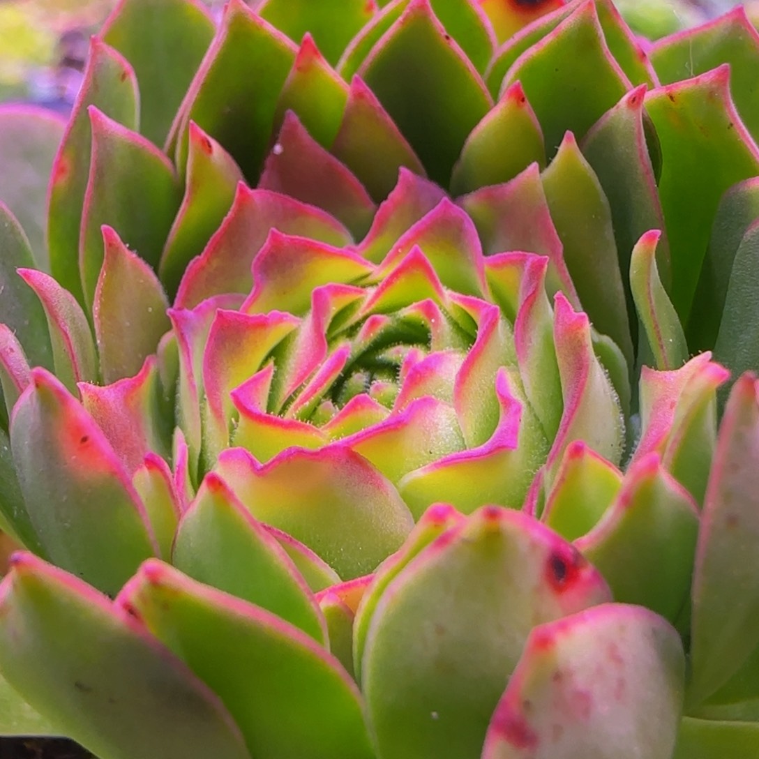 福利1135353538383853