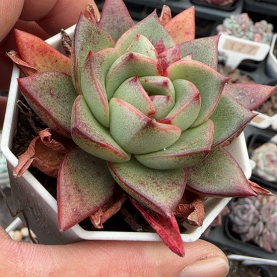 135百合锦杂多肉植物多