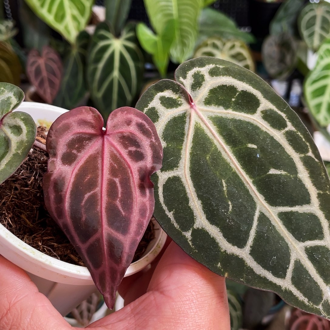 完全开放进口nse红水晶