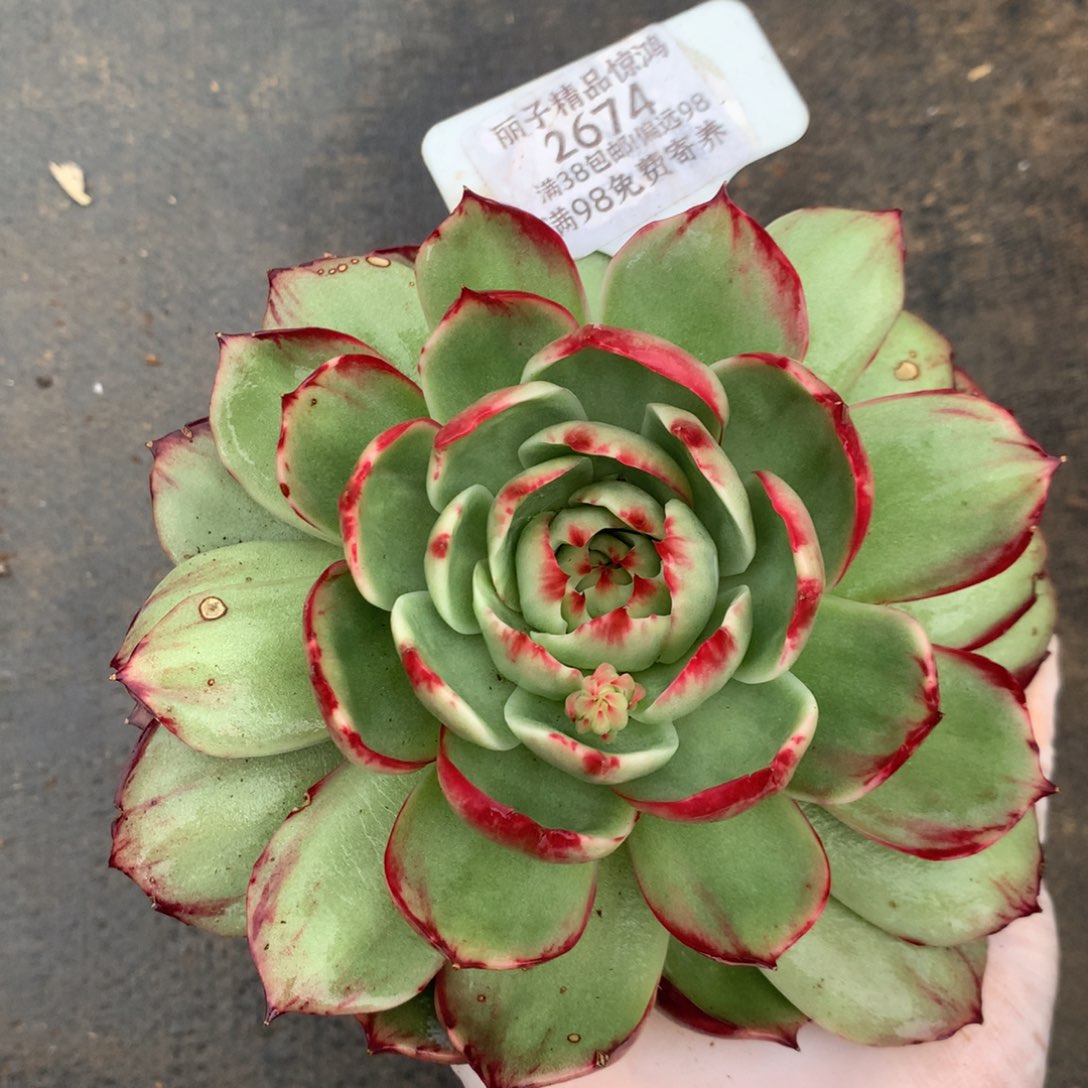 2674号多肉植物厘米叶片