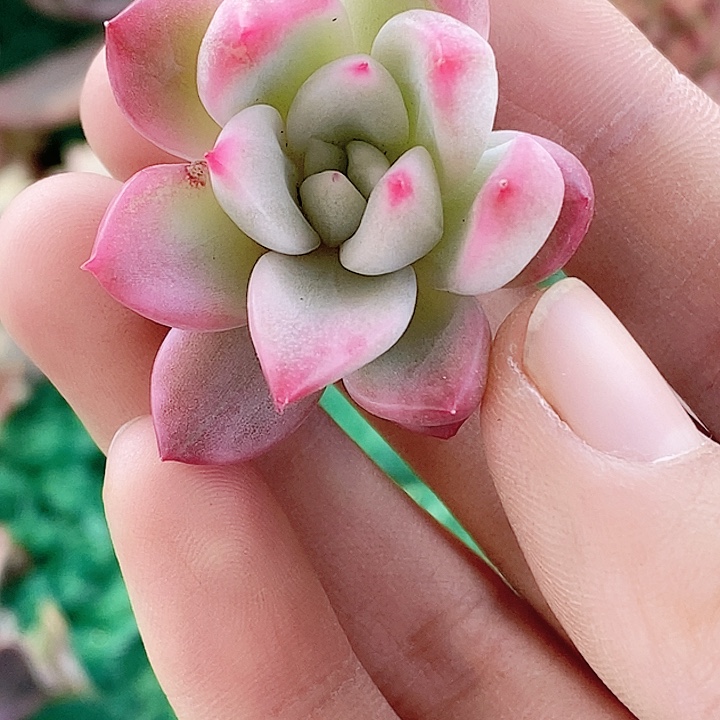 花*菜鹰嘴红锦一物一拍，