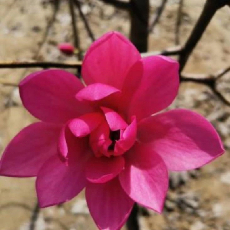 娇红牡丹玉兰种浓香可盆栽可地栽花园植物耐寒