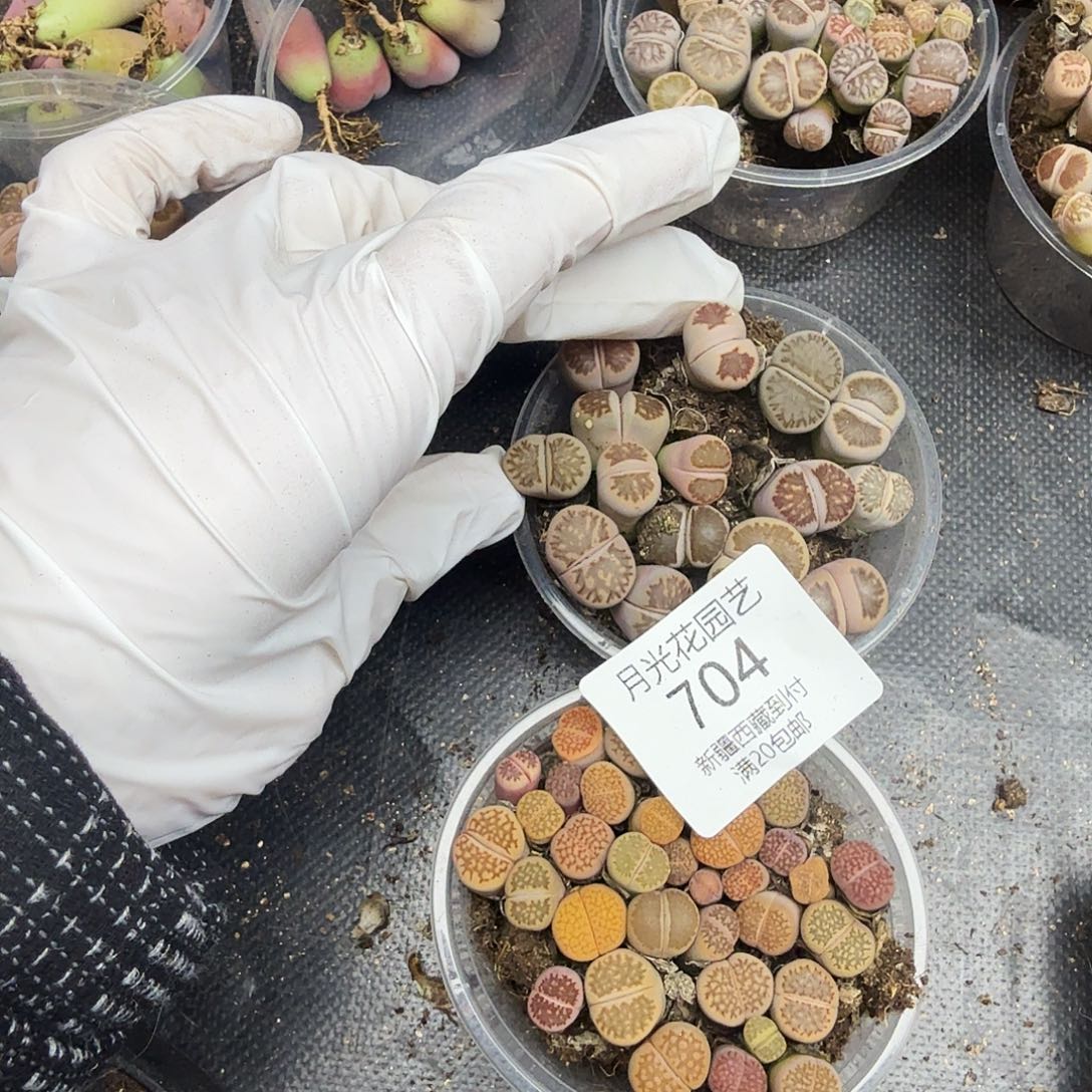 是一个充满生机盎然朝气勃勃704这个