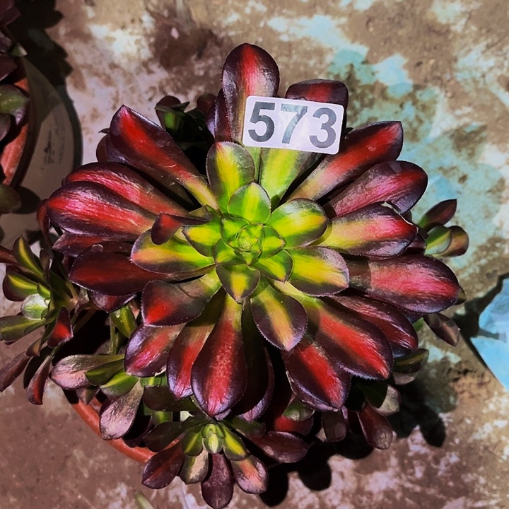 573中班多肉植物