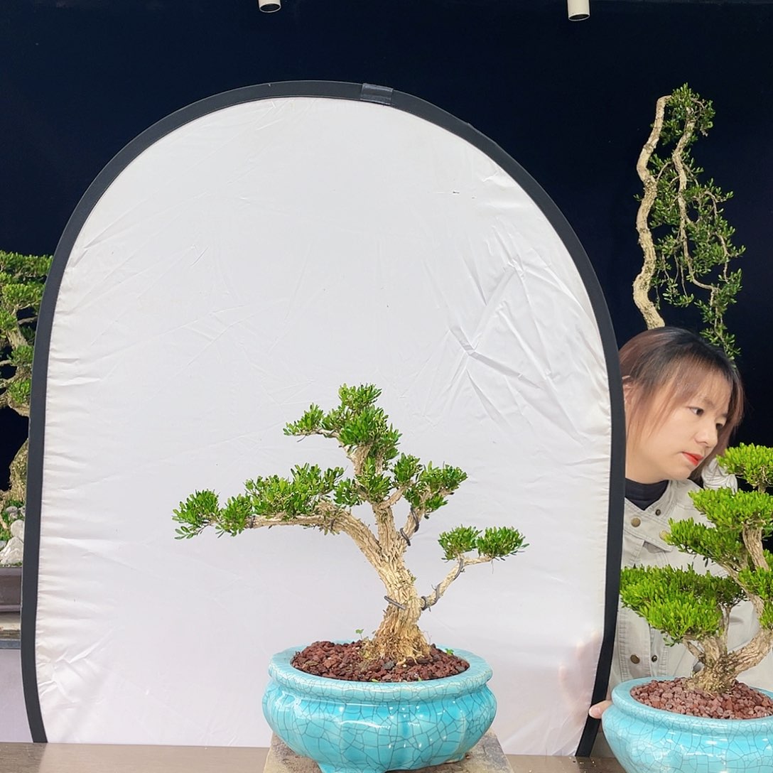 完全开放黄杨盆景四季常青