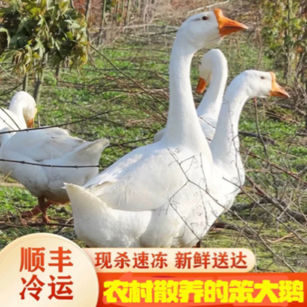 一年以上东北大鹅新鲜散养纯大鹅三花大鹅铁锅炖大鹅整只现杀现发