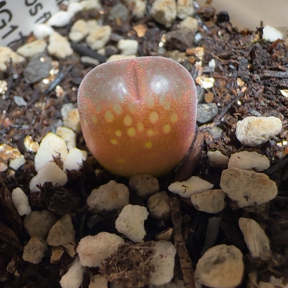 肉锥多肉植物百科-1797.67风铃1081