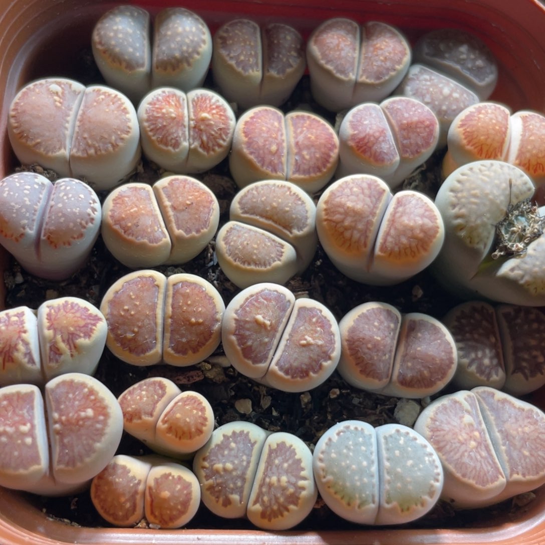 大盆特价一物一拍～27