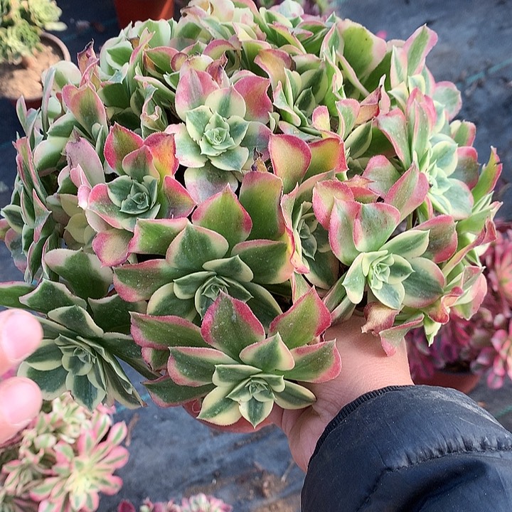 799雨花石多肉植物