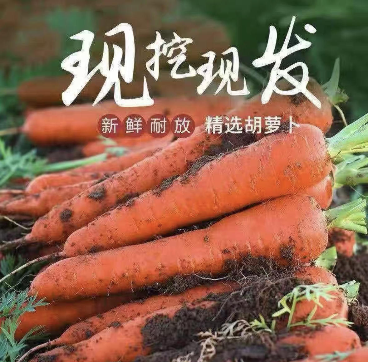 老品种宁夏沙地现挖现发胡萝卜不用保鲜药水洗甘甜脆嫩