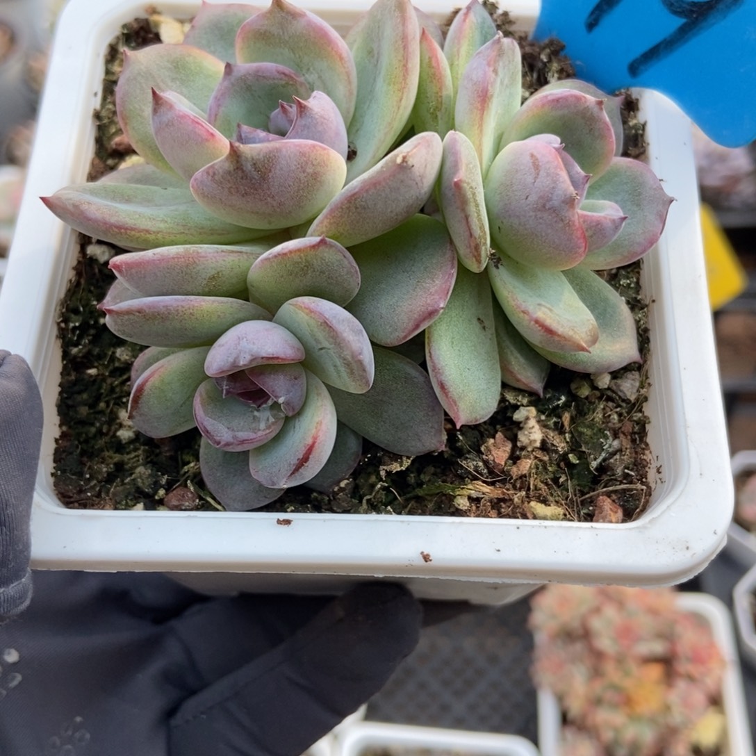 949黑橙多肉植物多肉