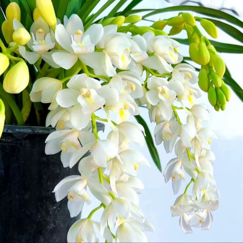 【白玉香兰】室内绿植花卉盆栽带花苞香味浓花期长好养