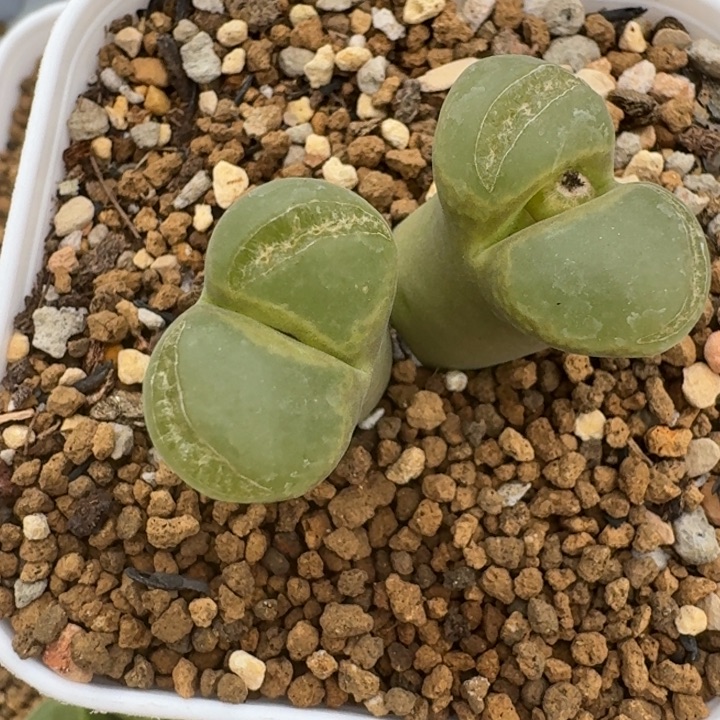 阳***肉多肉...............17....