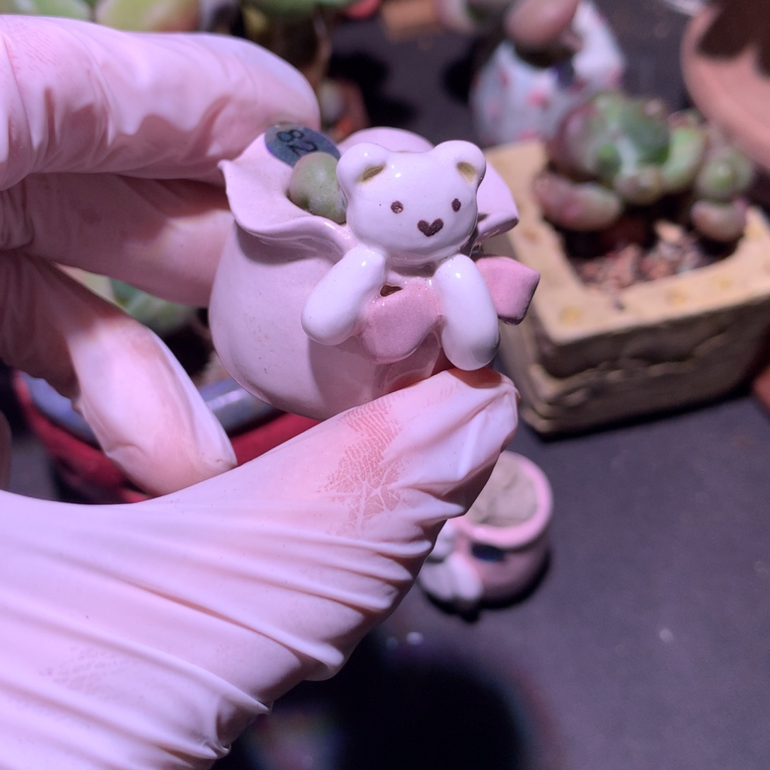 827花盆哈哈哈哈哈哈