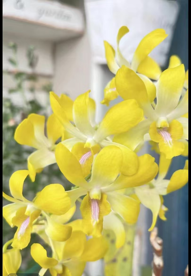 金色年华 【秋石斛】黄色爆花好养花期长云南鲜花绿植