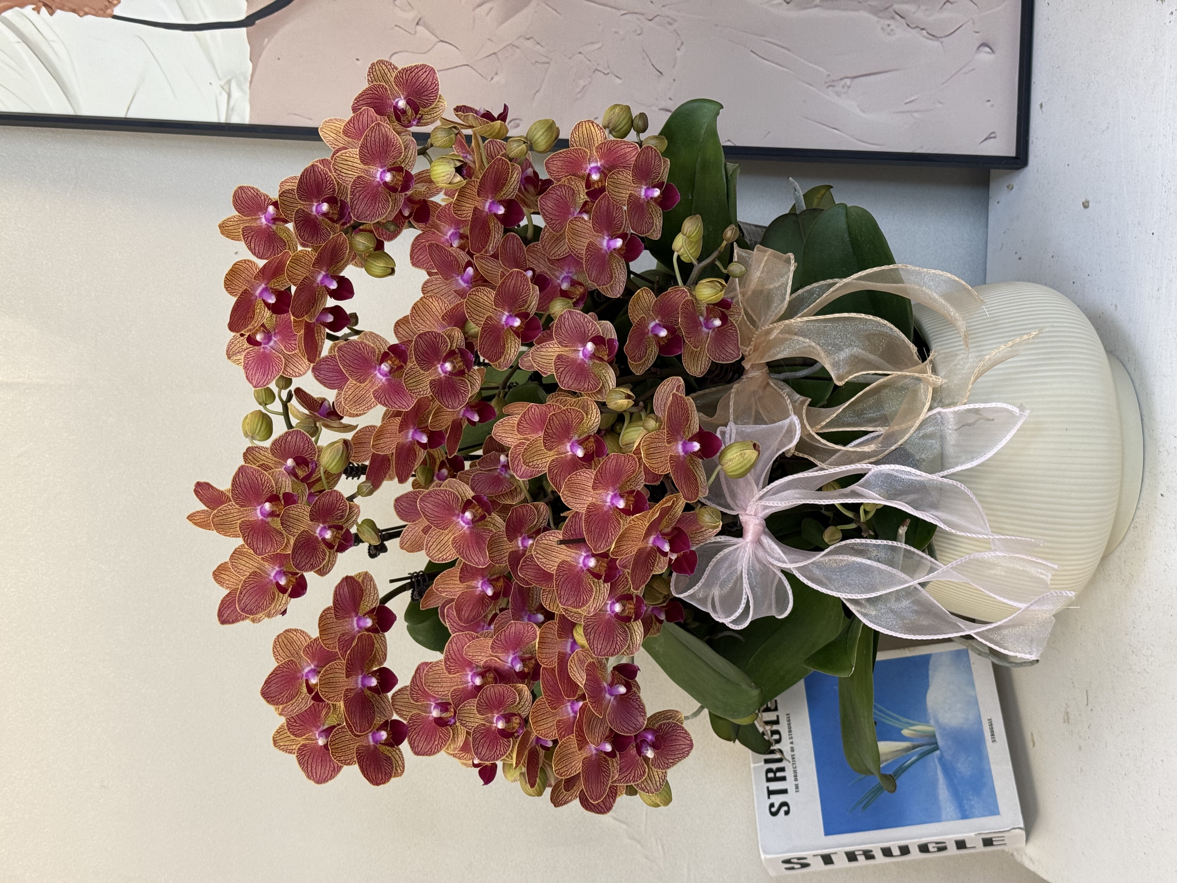  蝴蝶兰【金元宝】真花 秋冬耐寒花卉 四季开花 多样性发货