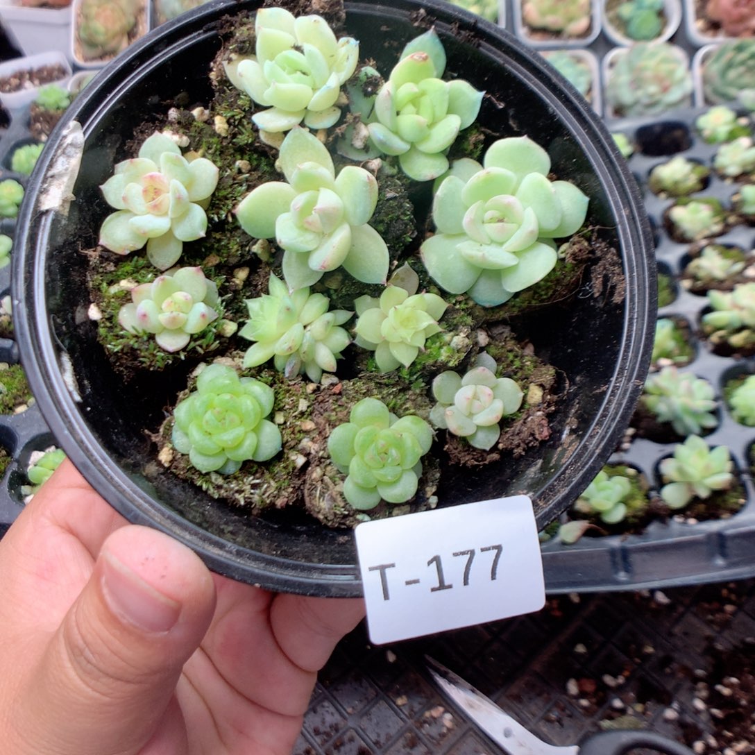 无花朵T177英语英语