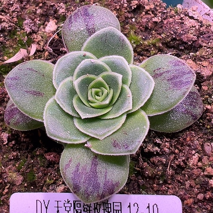 露妮105混血帕美meＸ半夏宽边