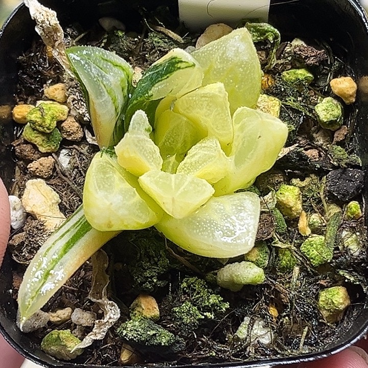 75爱心寿锦头家多肉十二卷