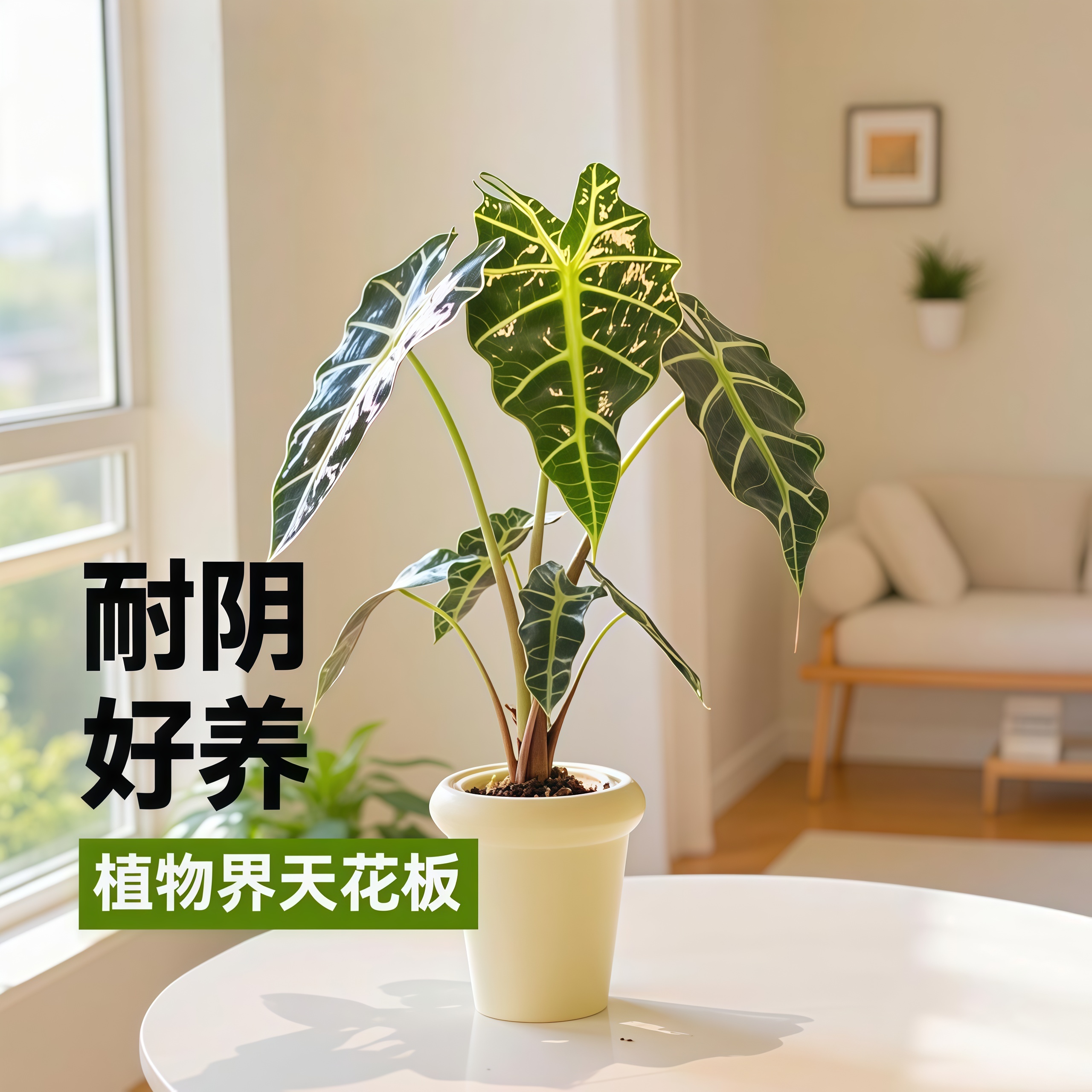 《主播推荐》带奶油瓷盆大仙女海芋植物净化空气桌面盆栽喜阴植物