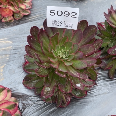 夜宴多肉多肉5092