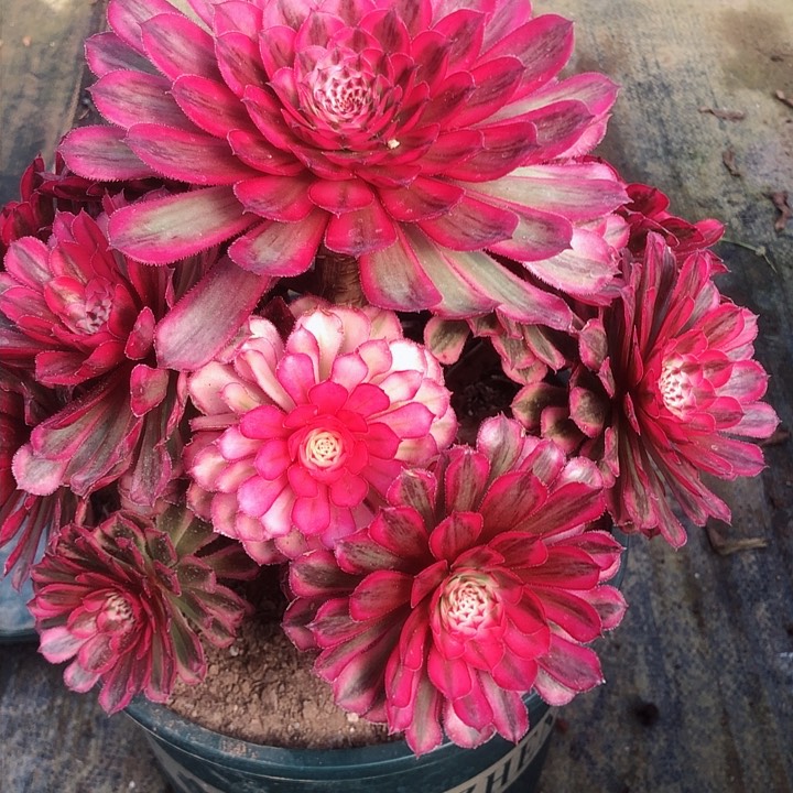 528白月光多肉法师