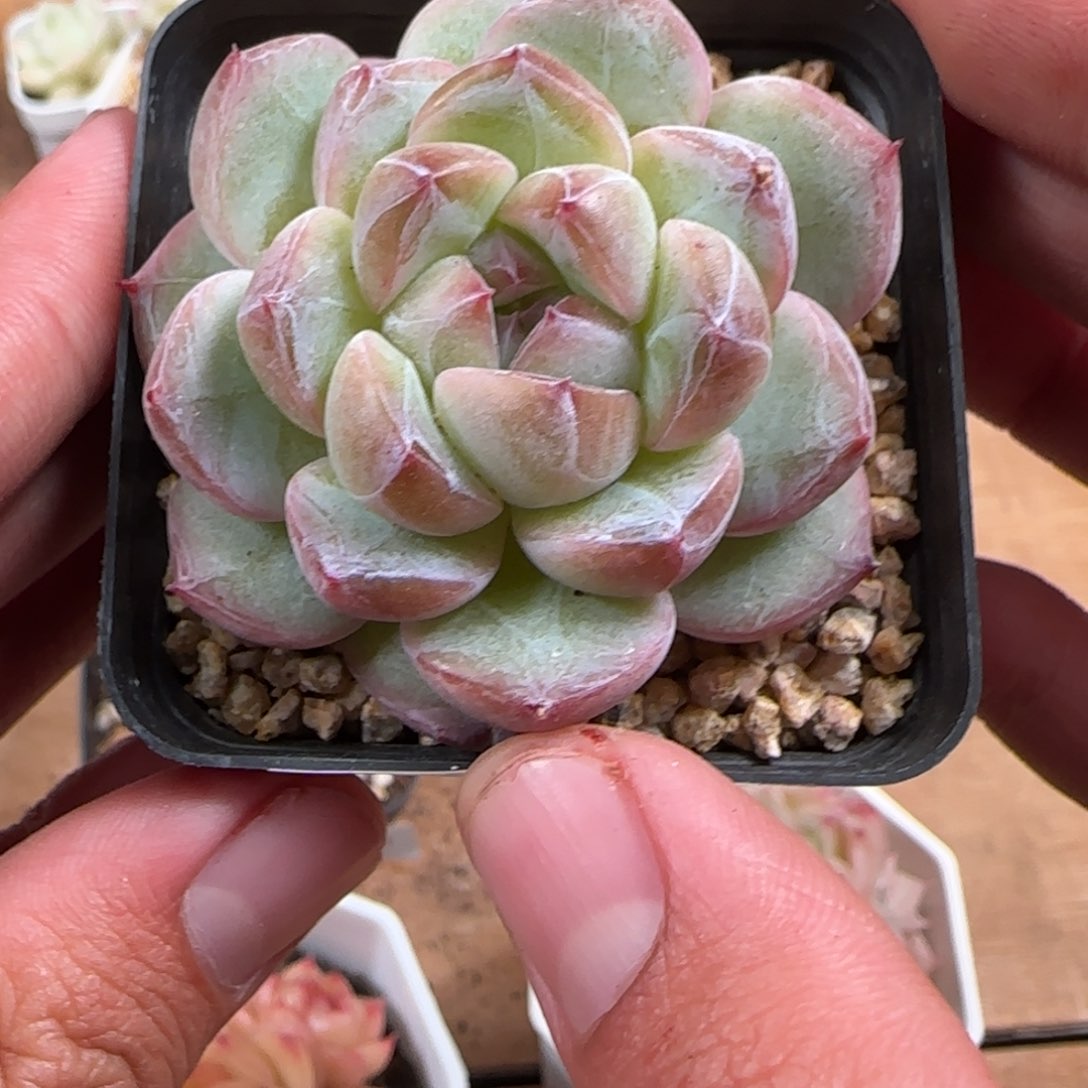 一物一拍麦秆珍妮05257