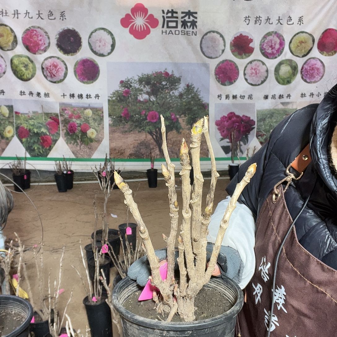 一物一拍盆栽紫光阁
