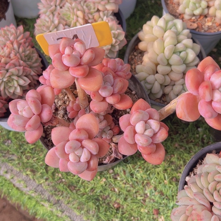 健健康康平平安安