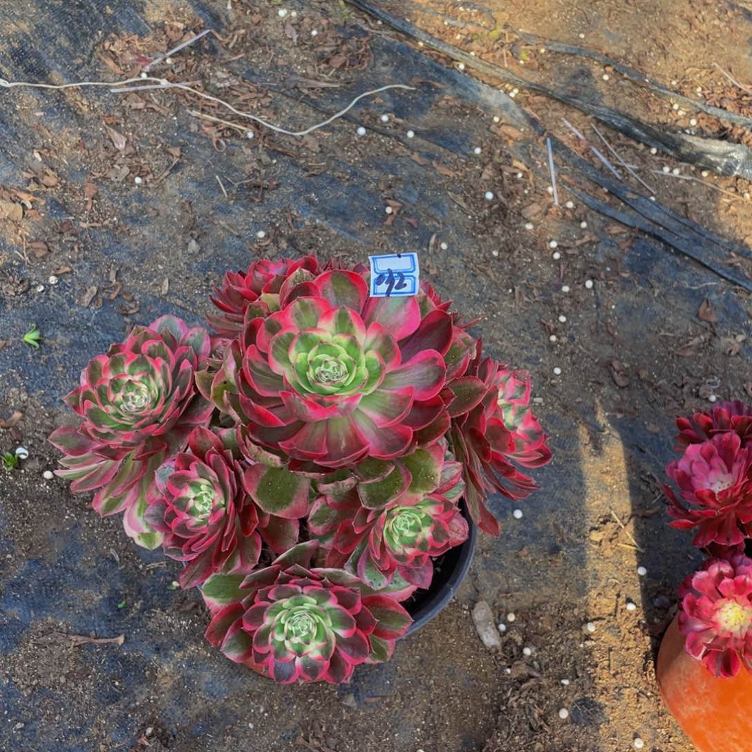 032鲜花老桩运河鲜花老桩