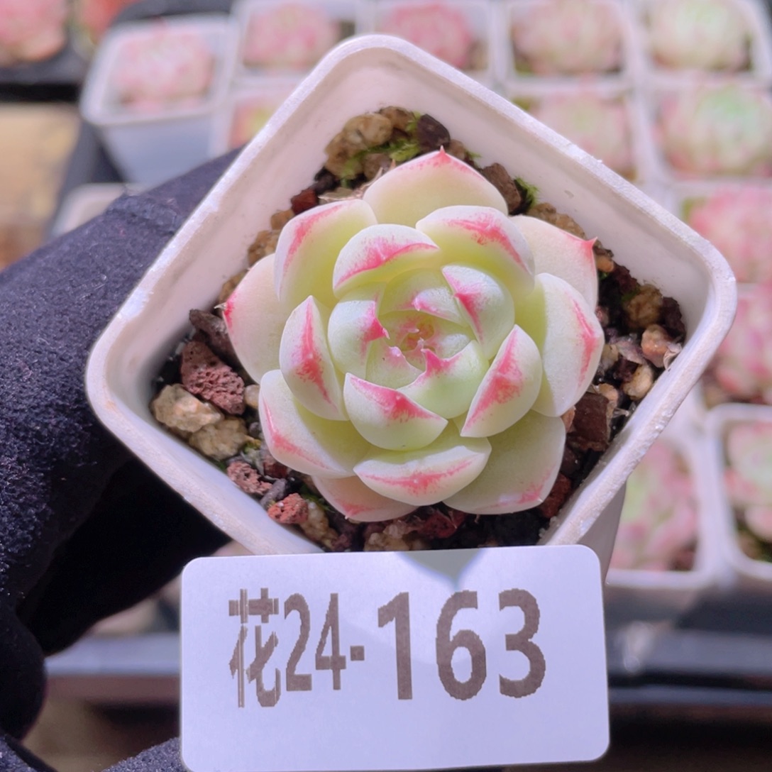 花利美24-163美瞳