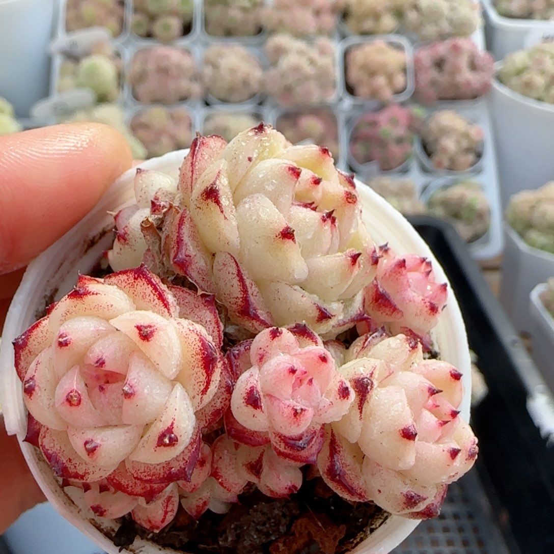 【闪购商品】0220-49小魔仙