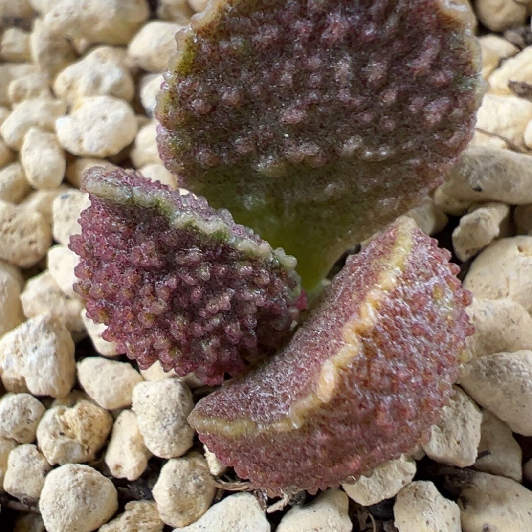 实生新品多肉植物水泡