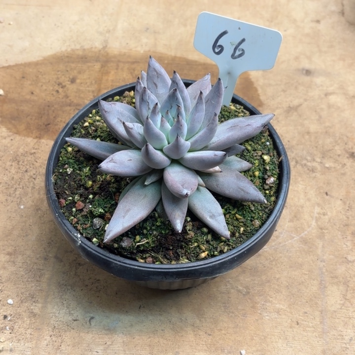 多肉植物、魔爪66号
