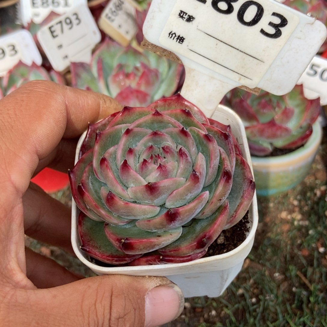 惊鸿一瞥803号楼