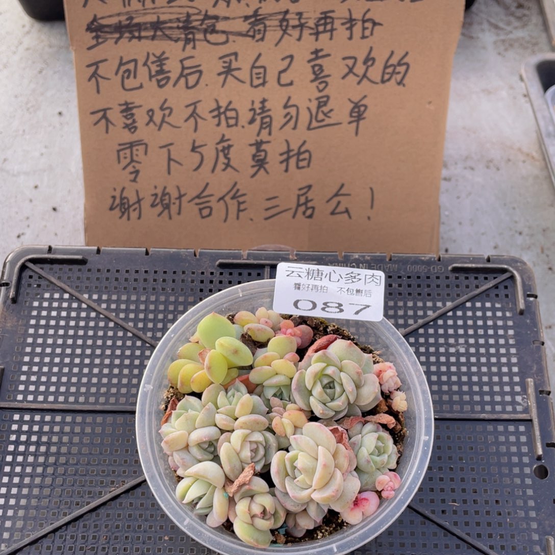 云糖心多肉植物87