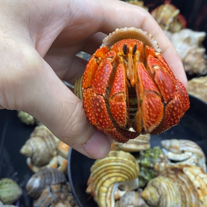 3.9口特价斐济草莓一只