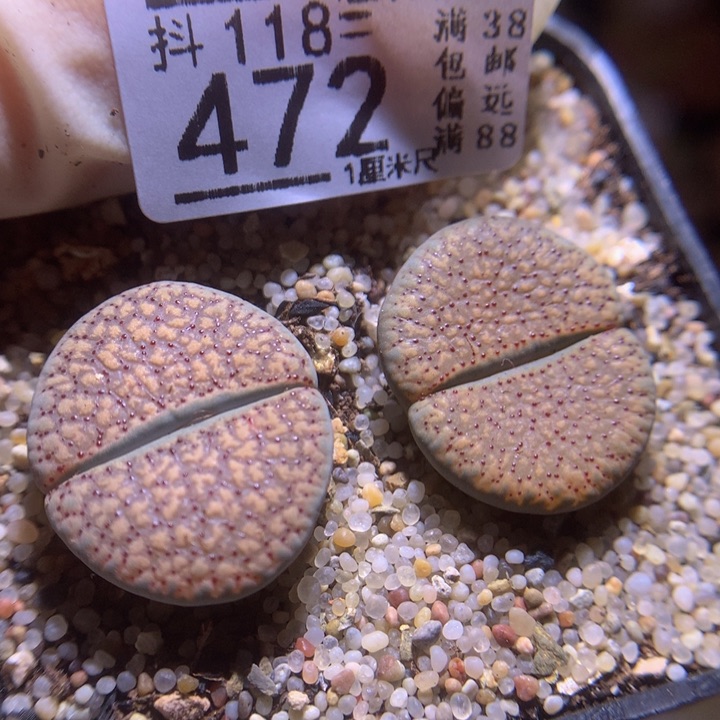 精品生石花118.472