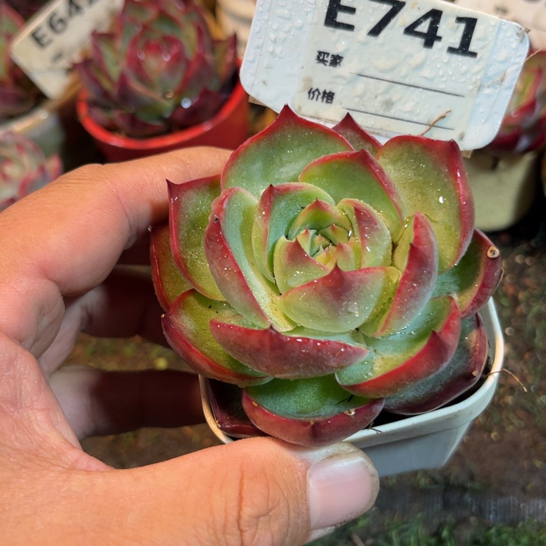 惊鸿一瞥741号多肉