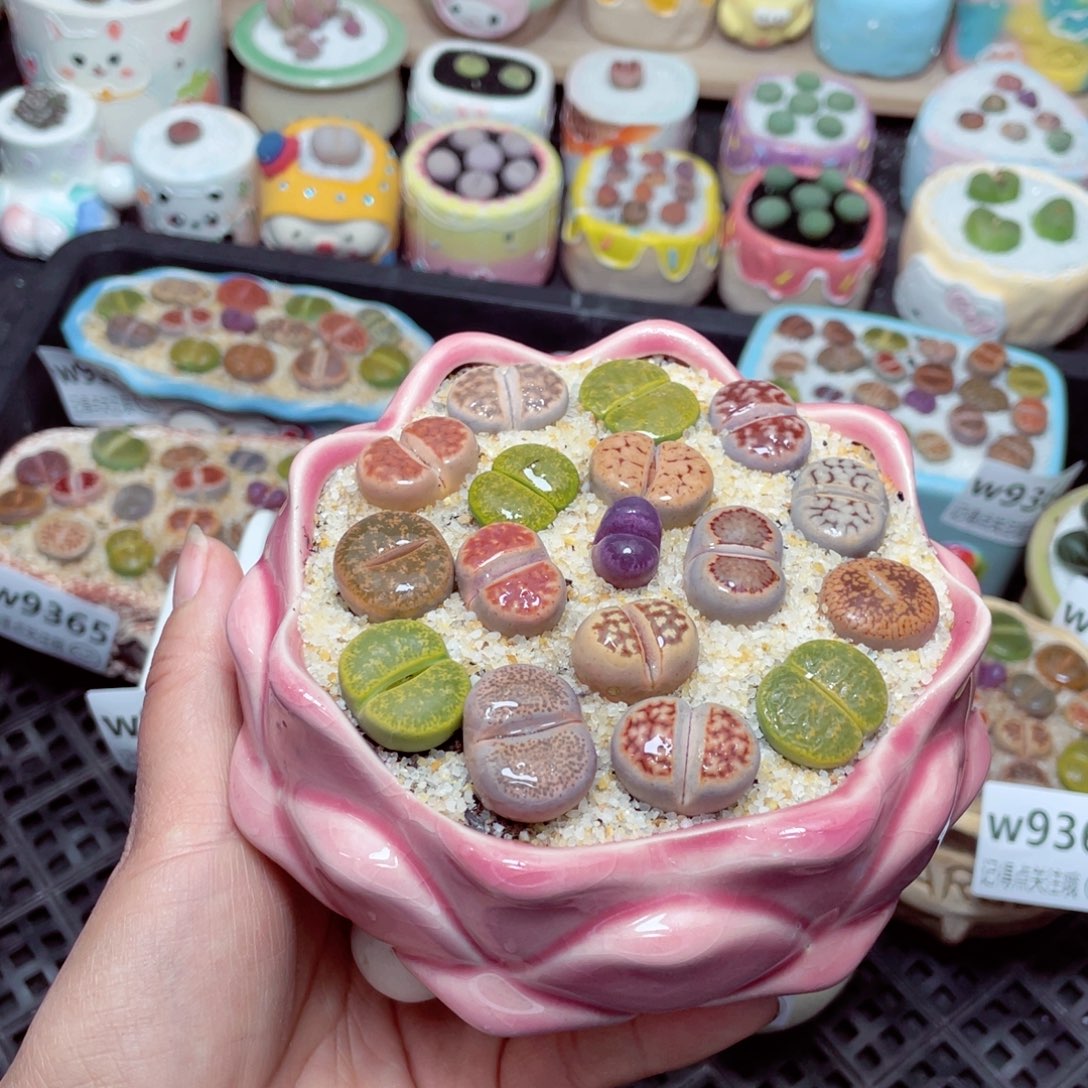 w9371 -零下地区拍保温箱 -15支持寄养