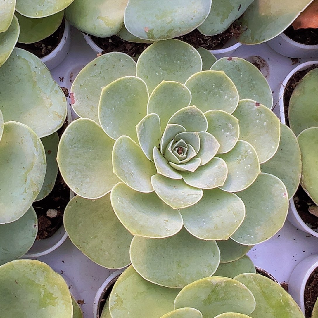 酒杯玫瑰19包邮多肉