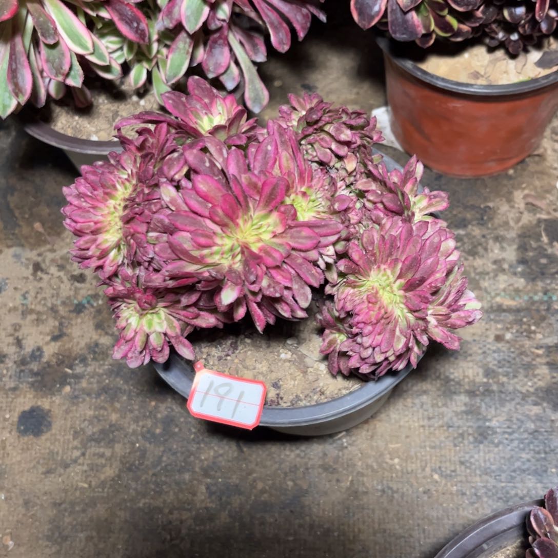 191多肉植物舞天姬缀化