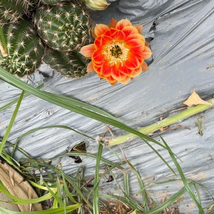丽花仙人球侧芽一个