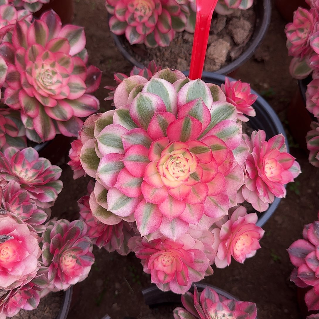 4554倾城多肉法师