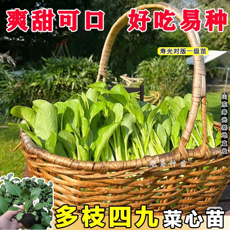四季常绿菜心秧苗带土寿光四九甜脆菜心耐热油青农家青菜苔秋冬菜