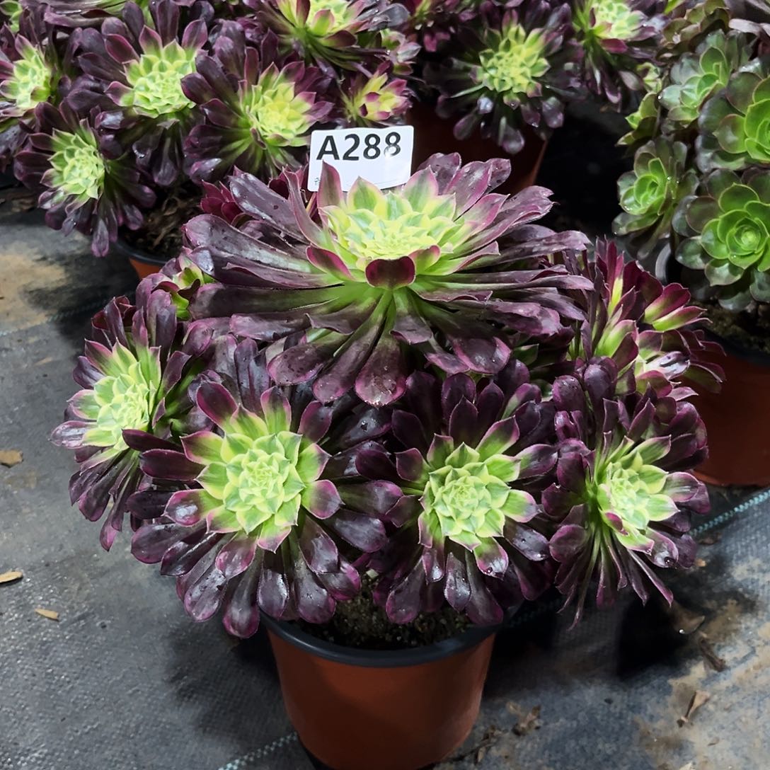 多肉植物天合288多肉